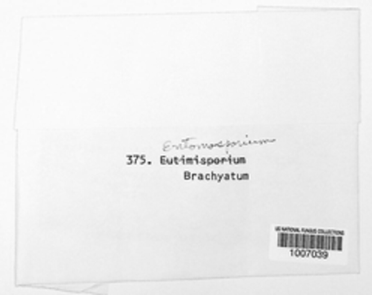 Entomosporium brachiatum image